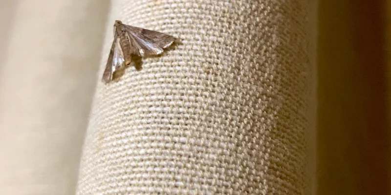 Clothing Moths | No waiting times | 100% satisfaction