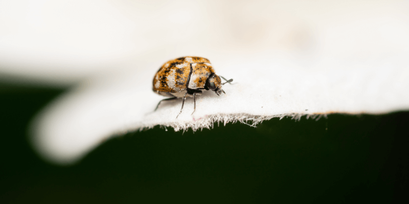 Controlling Carpet Beetles